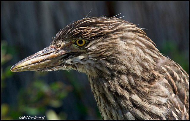 _1SB5698 black-crowned night-heron fledge.jpg